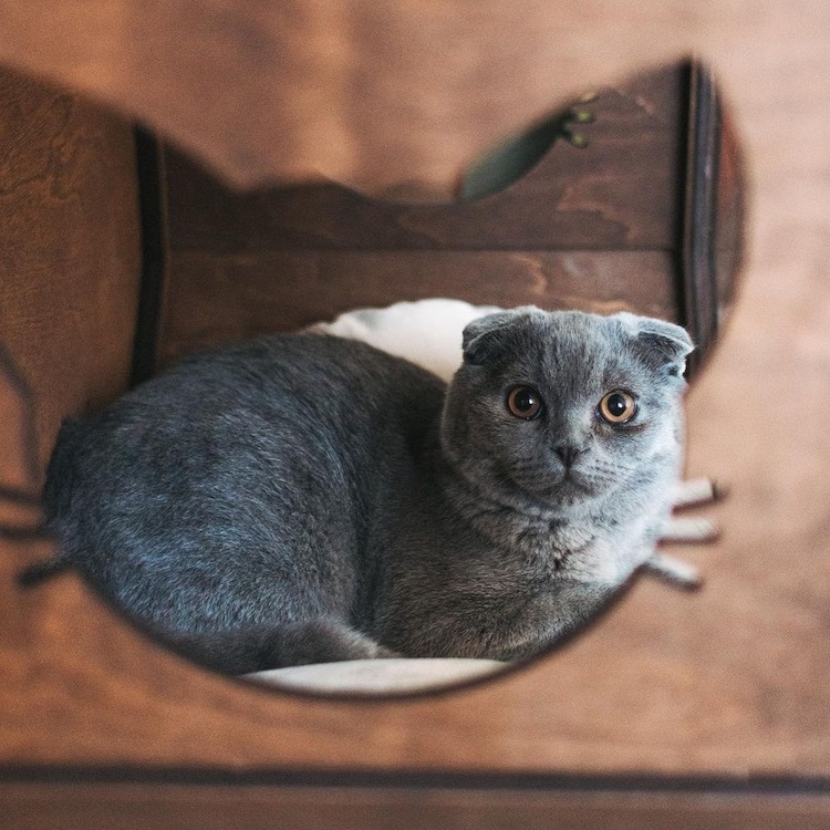 Meubles muraux pour chats par Catsmode