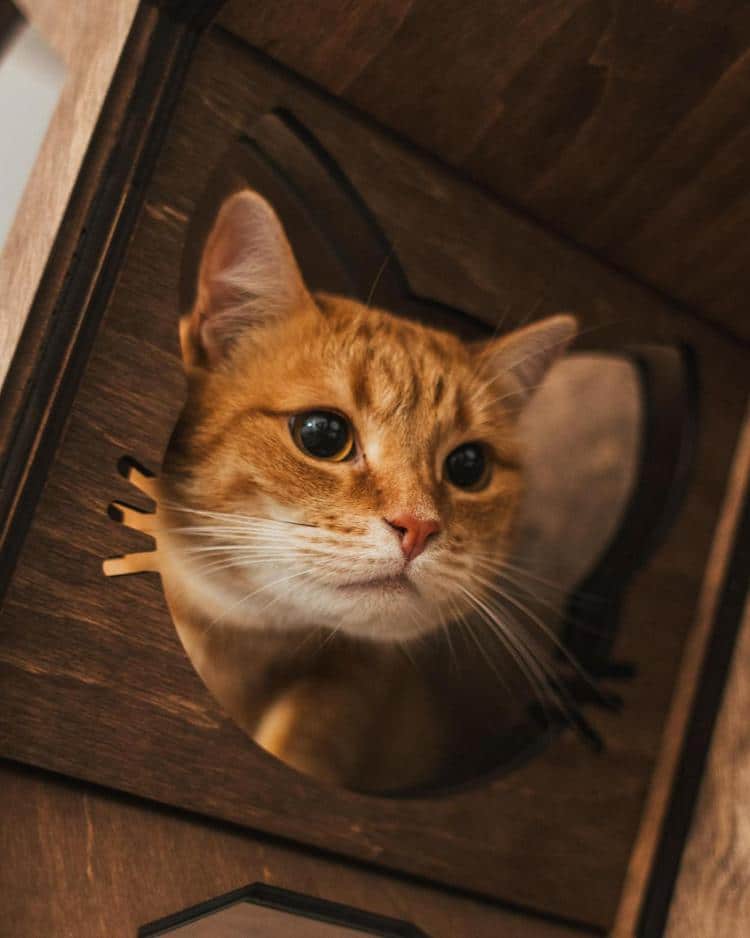 Meubles muraux pour chats par Catsmode