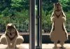 La Fondation japonaise réinterprète la distance dans une nouvelle exposition en ligne mettant en vedette le travail de 11 artistes
