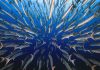 Un kangourou résilient, un volcan en explosion et une école de barracuda remportent les premières places du concours BigPicture 2021