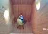 Une mésange bleue scrupuleuse perfectionne son nid et pond son premier œuf dans un laps de temps de 46 jours enregistré à l’intérieur du perchoir