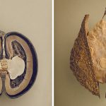 Des photos macro saisissantes de Levon Biss Crack Open graines séchées pour révéler leurs intérieurs noueux