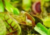 La vie et la mort se rencontrent dans un macro-timelapse saisissant de plantes carnivores et de leurs proies