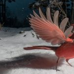 « Beneath the Bird Feeder » documente la faune spectaculaire visitant une source de nourriture en hiver
