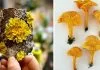 Des sculptures brodées recréent des champignons, des lichens et des champignons réalistes dans le fil