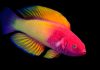 Des scientifiques découvrent une nouvelle espèce de poisson psychédélique avec des écailles arc-en-ciel brillantes