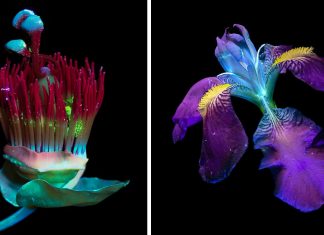 Baignées de lumière ultraviolette, les fleurs simples brillent d’une couleur éclatante et saturée