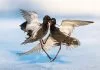 Les oiseaux agressifs dominent le concours du photographe d’oiseaux de l’année 2022