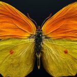 Dans ‘Extinct and Endangered’, le photographe Levon Biss magnifie la perte potentielle d’insectes dans le monde entier