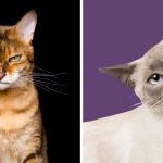 Portraits ludiques par Elke Vogelsang Attrapez les émotions grincheuses et idiotes des chats